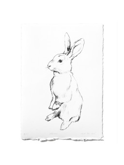 Rabbito-Little-Conejo