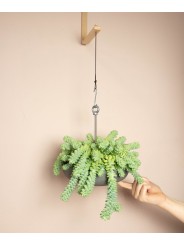 Botanopia's Bolty – Hanging planter system for plant pots