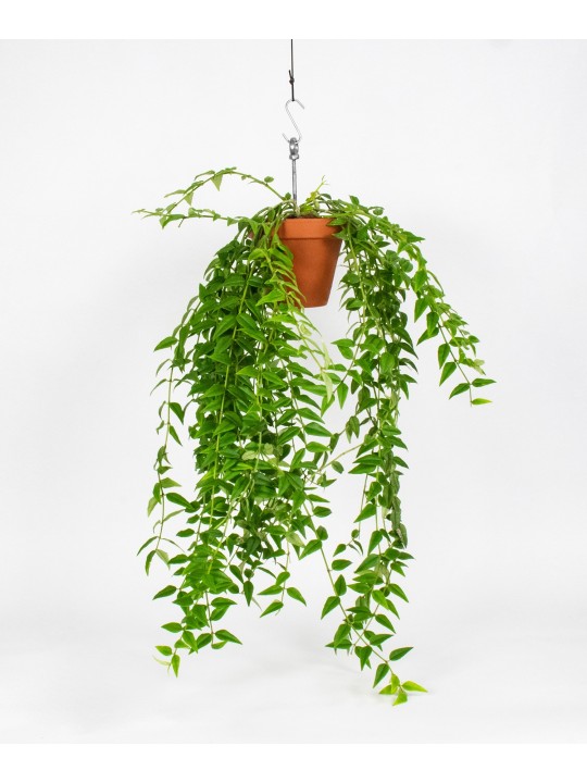 Botanopia's Bolty – Hanging planter system for plant pots